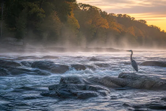 Shoals breaking white across the Savannah River at dawn with mist over the rocks and hardwoods on the banks