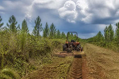 Tractor with rotary cutter mowing shoulder-high broomsedge and bramble between planted pines under a Georgia thunderhead sky