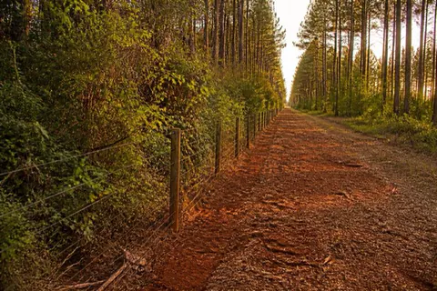 Freshly mulched straight corridor along an old farm fence with pine woods on either side in late golden light