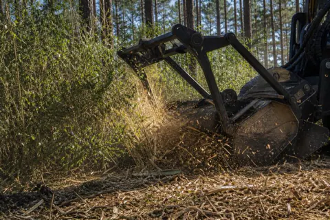 Forestry mulcher head grinding through privet and sweetgum saplings beneath tall loblolly pines with fresh chips on the ground