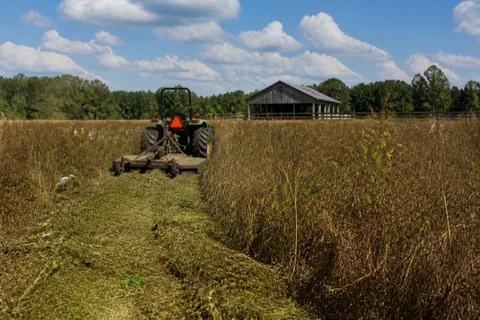 Tractor and rotary cutter reclaiming an overgrown pasture with chest-high broomsedge, a weathered barn at the tree line