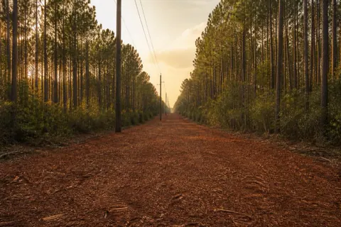 Long mulched utility corridor running straight between walls of loblolly pine with power poles receding to the horizon