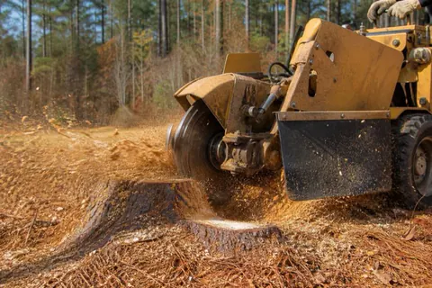 Stump grinder wheel cutting into a large loblolly pine stump with chips flying over red clay and pine straw